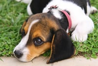 Der Beagle gehört zu den Hunderassen die sich gut als Familienhund eignen