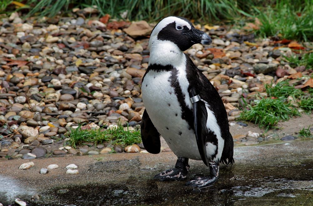 Pinguin Paul in den Nürnberger Tiergarten