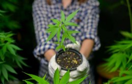 Cannabis Anbau und Legalisierung