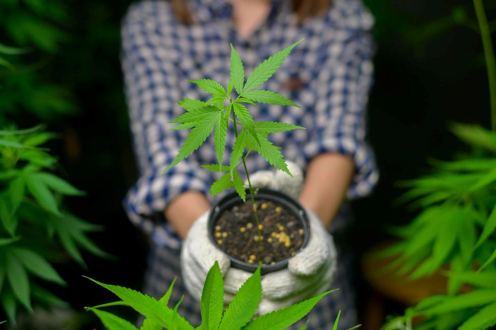 Cannabis Anbau und Legalisierung