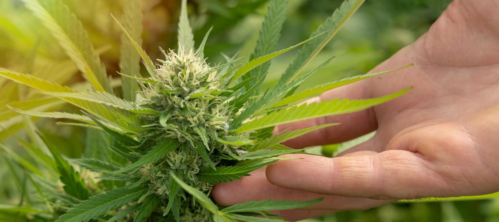 Cannabis Anleitung zum eigen Anbau