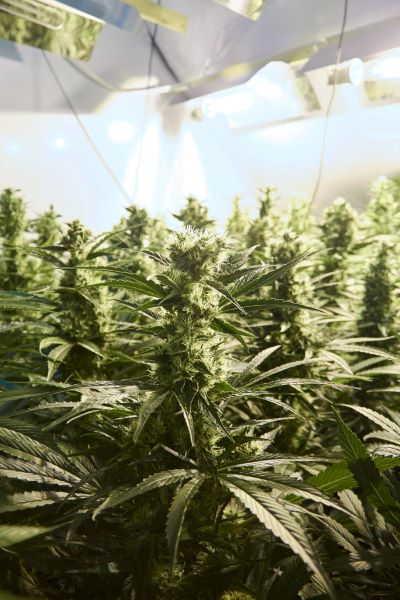 Cannabis Utensilien für eigen Anbau